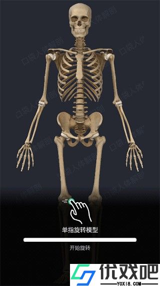 口袋人体解剖
